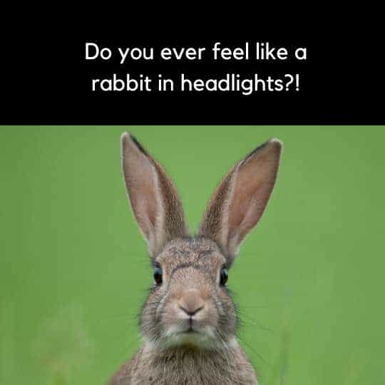 Rabbit-in-headlights